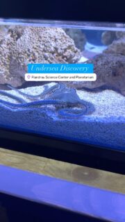 I had an incredible time at the Undersea Discovery Touch Tank at the Flandreau Science Center and Planetarium! 🌊🐠 Tommy, our awesome guide, walked us through a hands-on experience with sea creatures we never knew we’d get so close to! Such a fascinating way to learn about marine life—even as adults, we were blown away! 🌟 

Would you hold the Brittle Star (crawling gray star) or the Red Knob Star (red star)?

#UnderseaDiscovery #HandsOnLearning #TucsonAdventures #flandreausciencecenter @uazflandrau @hellotravelcon